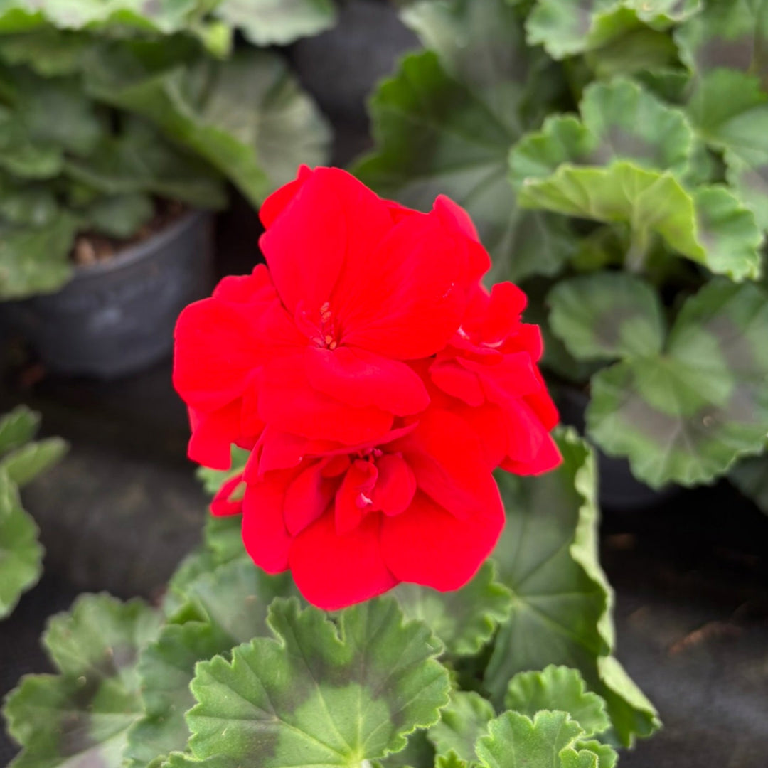 Geranium Red