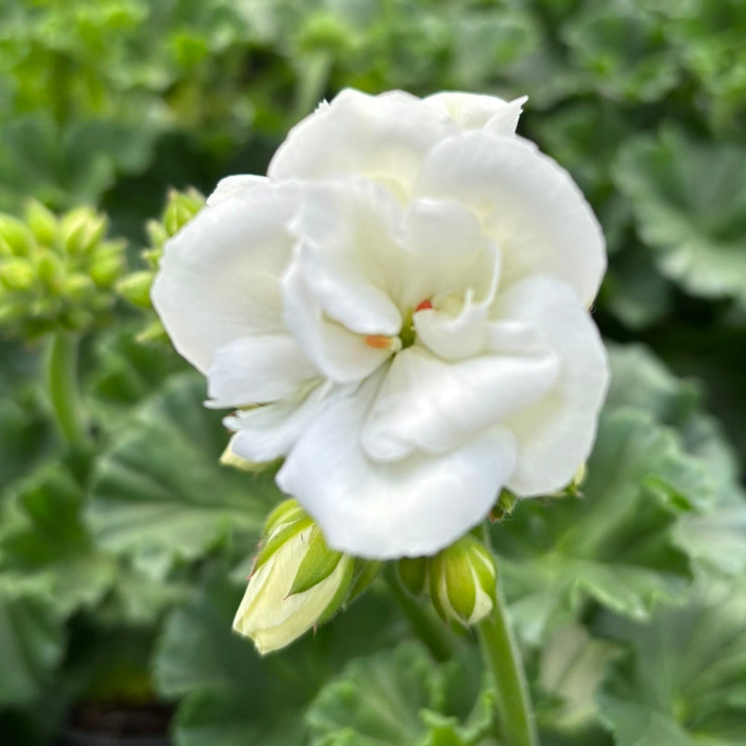 Geranium White