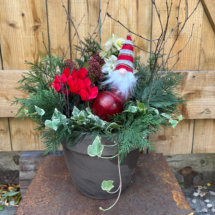 Festive Potting Up With Martina Saturday 6Th December (10:30 Am) - Events - Windyridge Garden Centre