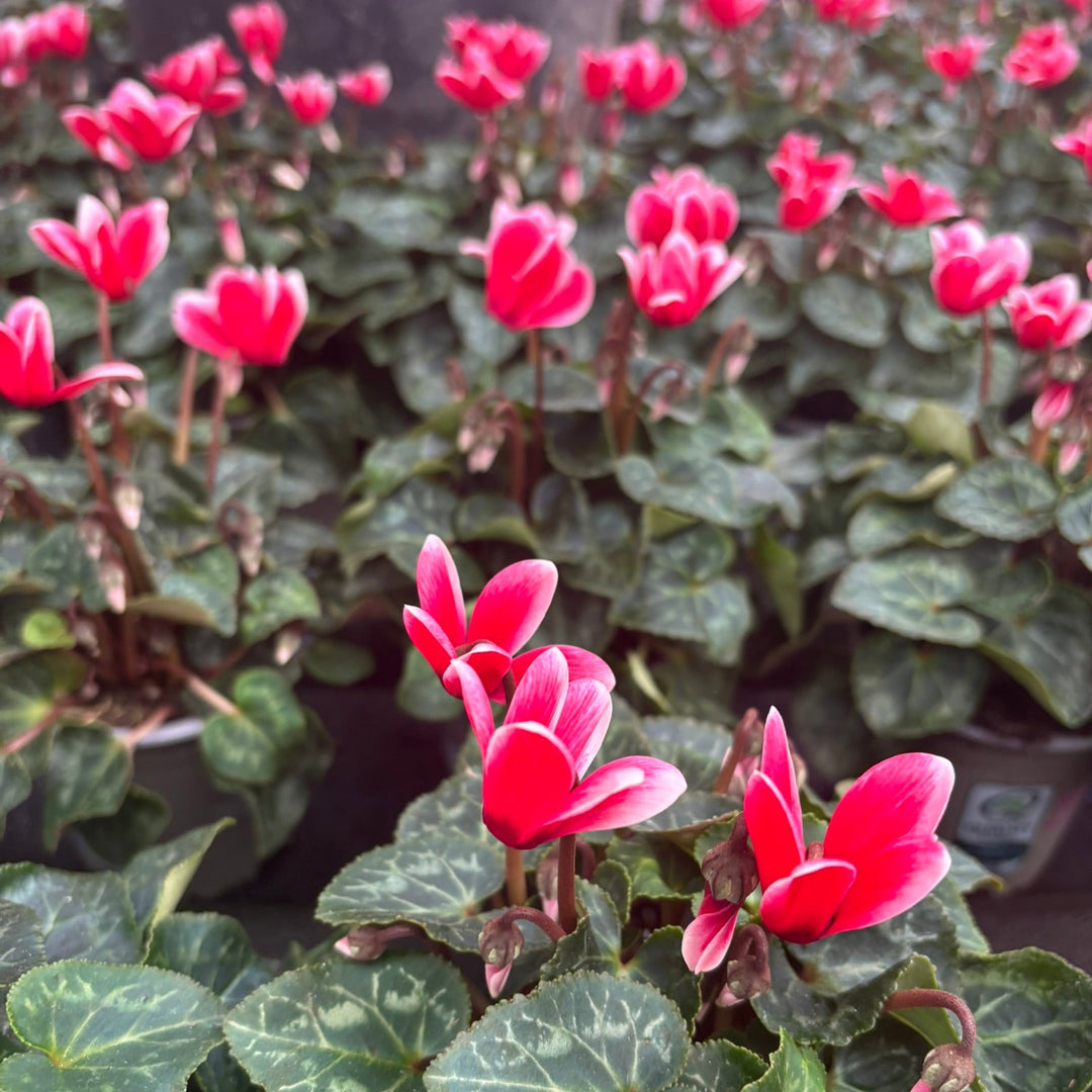 Cyclamen mini White and Red 10.5cm