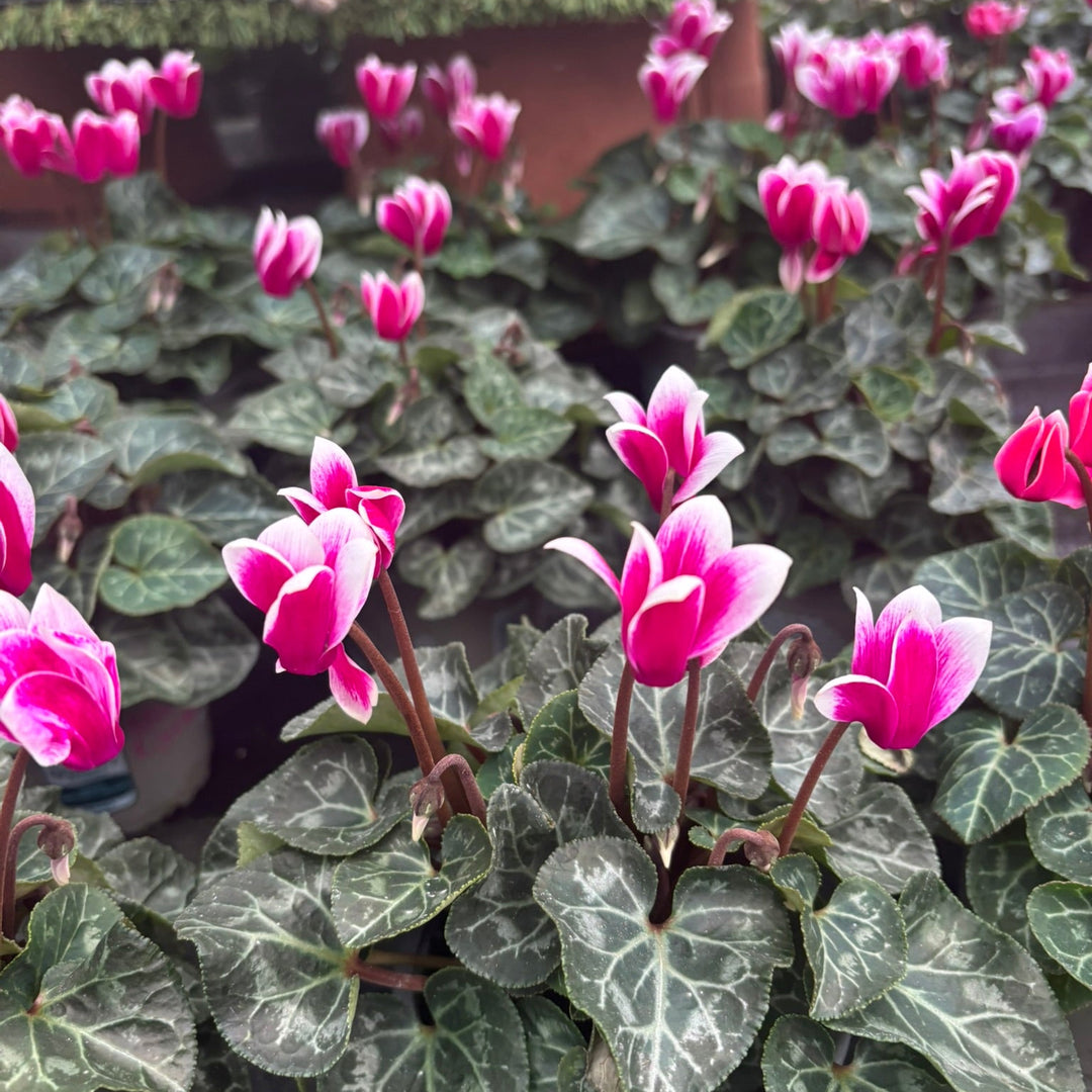 Cyclamen mini Flamed Purple & White 10.5cm