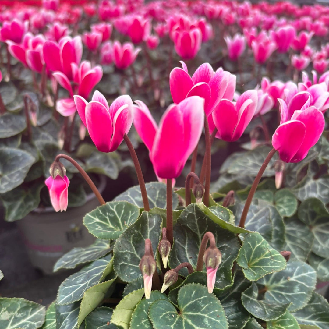 Cyclamen mini Flamed Pink 10.5cm