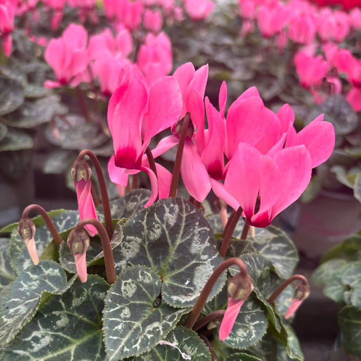 Cyclamen pink blush 10.5cm