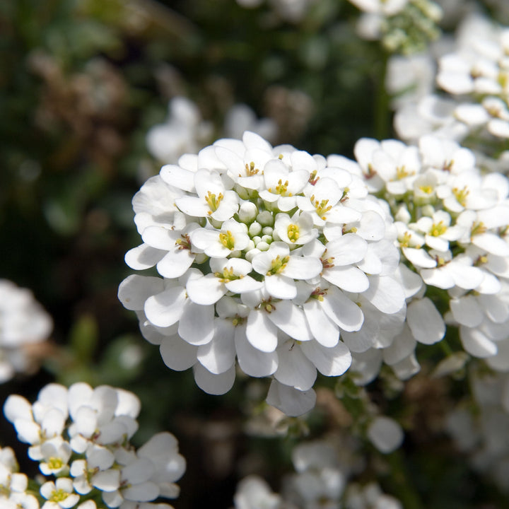 Iberis-semp.-Snow-Cone-Flower-1