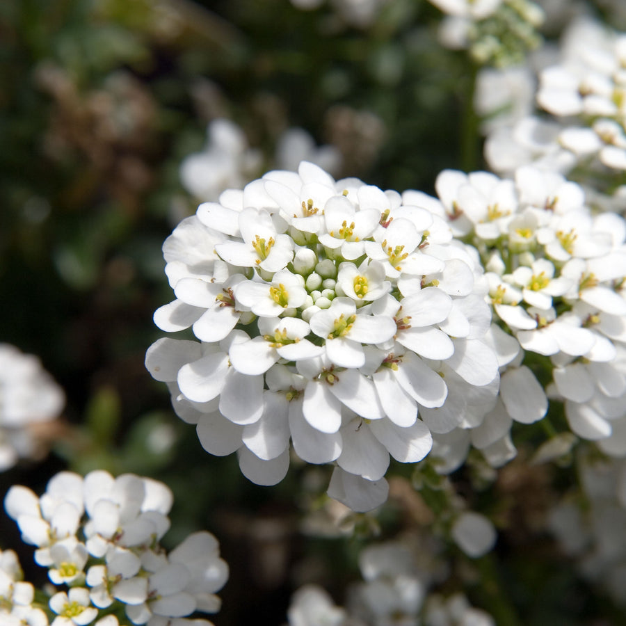 Iberis-semp.-Snow-Cone-Flower-1