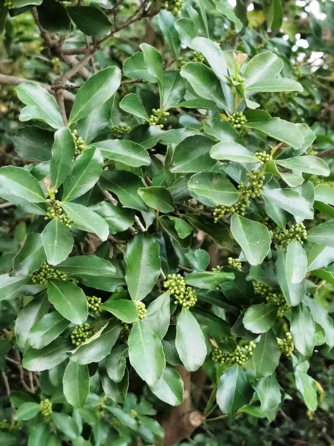 Ilex crenata dark shop green