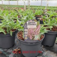 SALVIA Feathers Flamingo