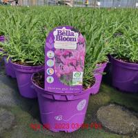 LAVANDULA s. Fairy Wings Purple