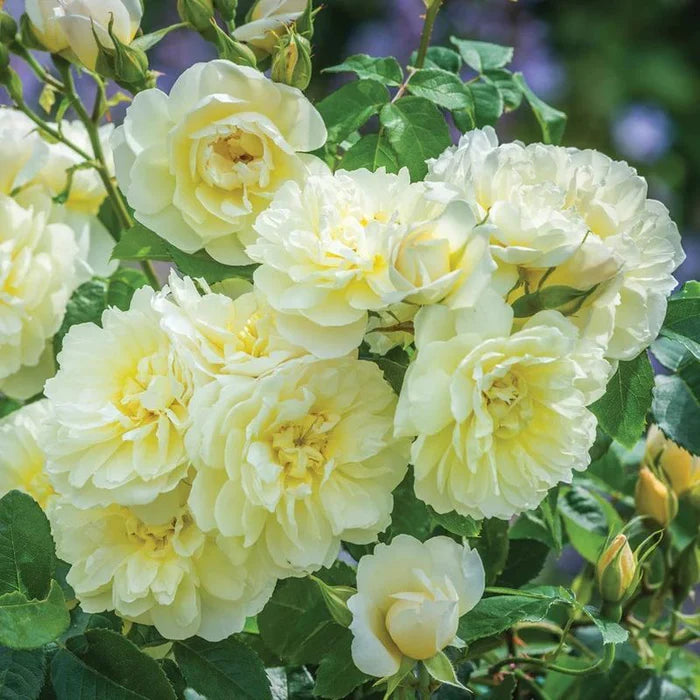 David Austin Rosa Imogen 6L Pot