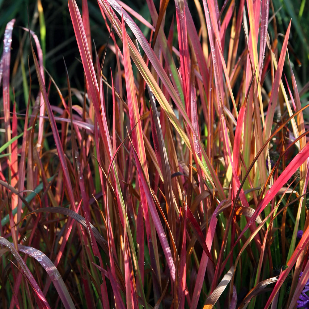 Imperata Red Baron P17 - Herbaceous - Windyridge Garden Centre