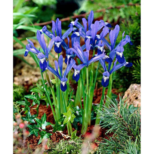 IRIS RETICULATA CLAIRETTE 12