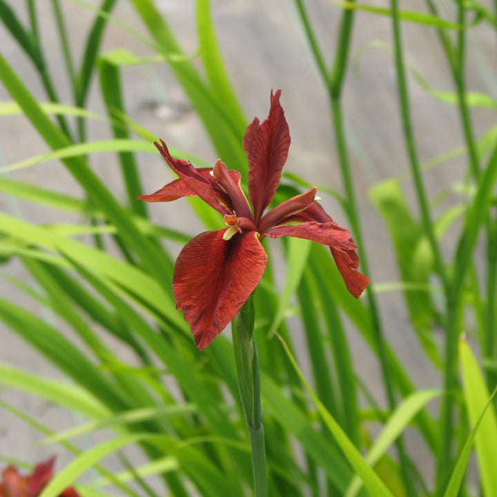 Iris fulva  P9