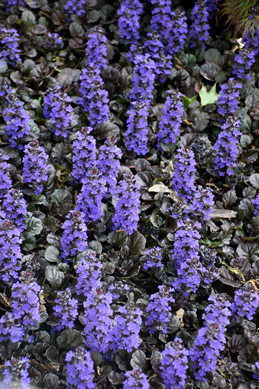 Ajuga reptans Black Scallop
