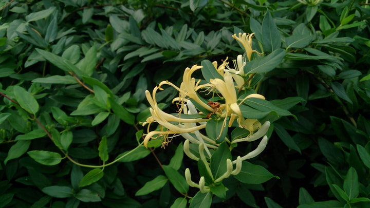 LONICERA-HENRYII-Flower-2
