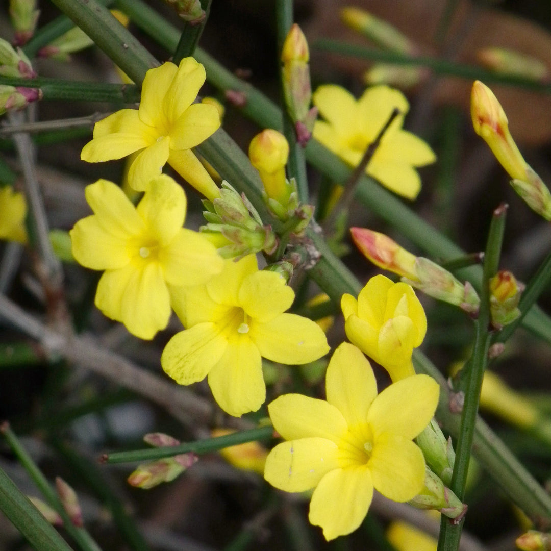 Jasminum-nudiflorum-Flower-1