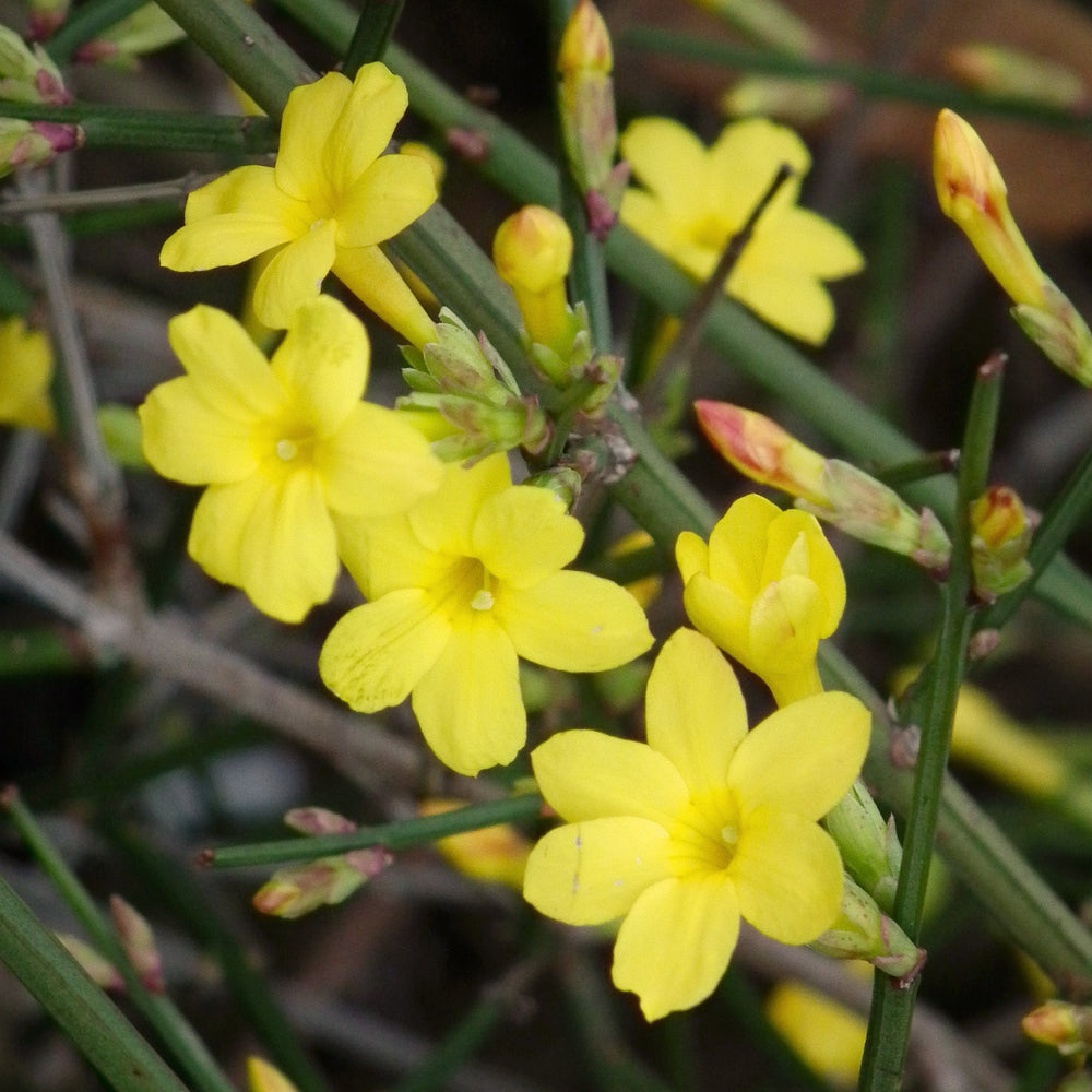 Jasminum Nudiflorum - Climbers - Windyridge Garden Centre
