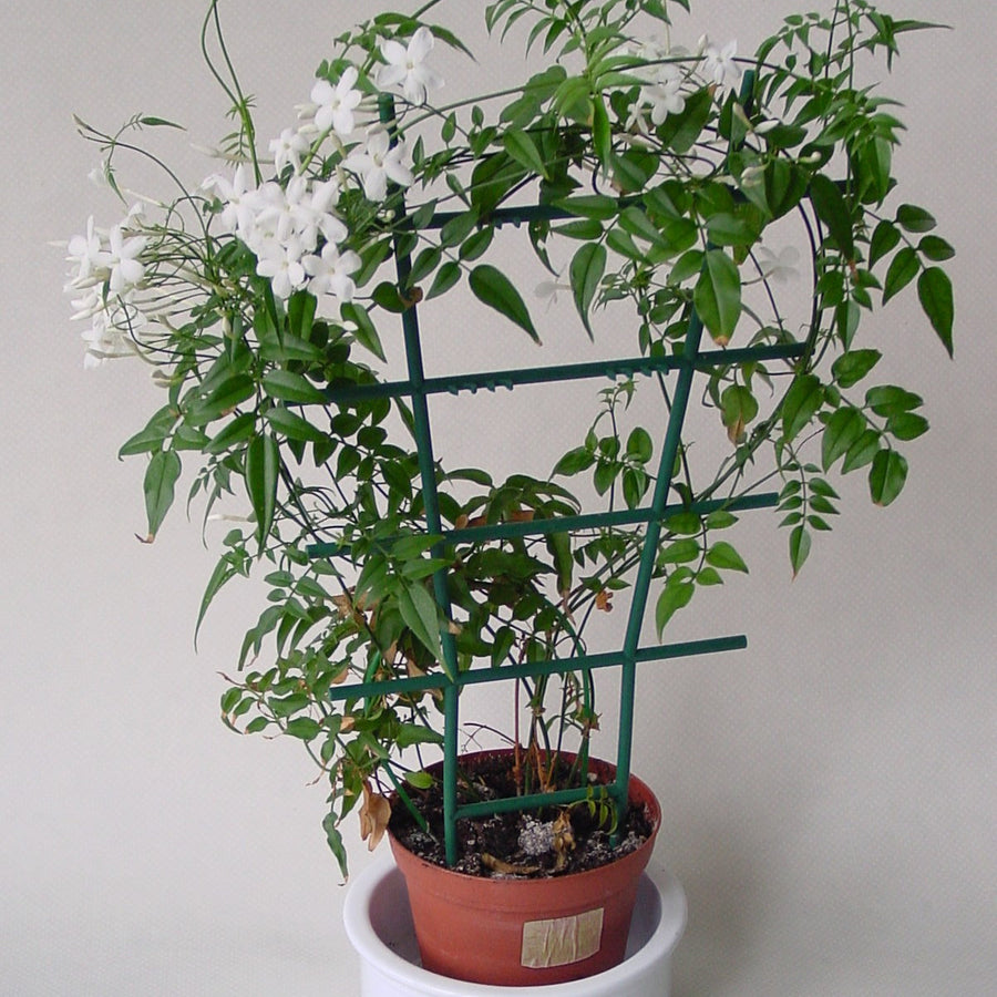 Jasminum polyanthum bush