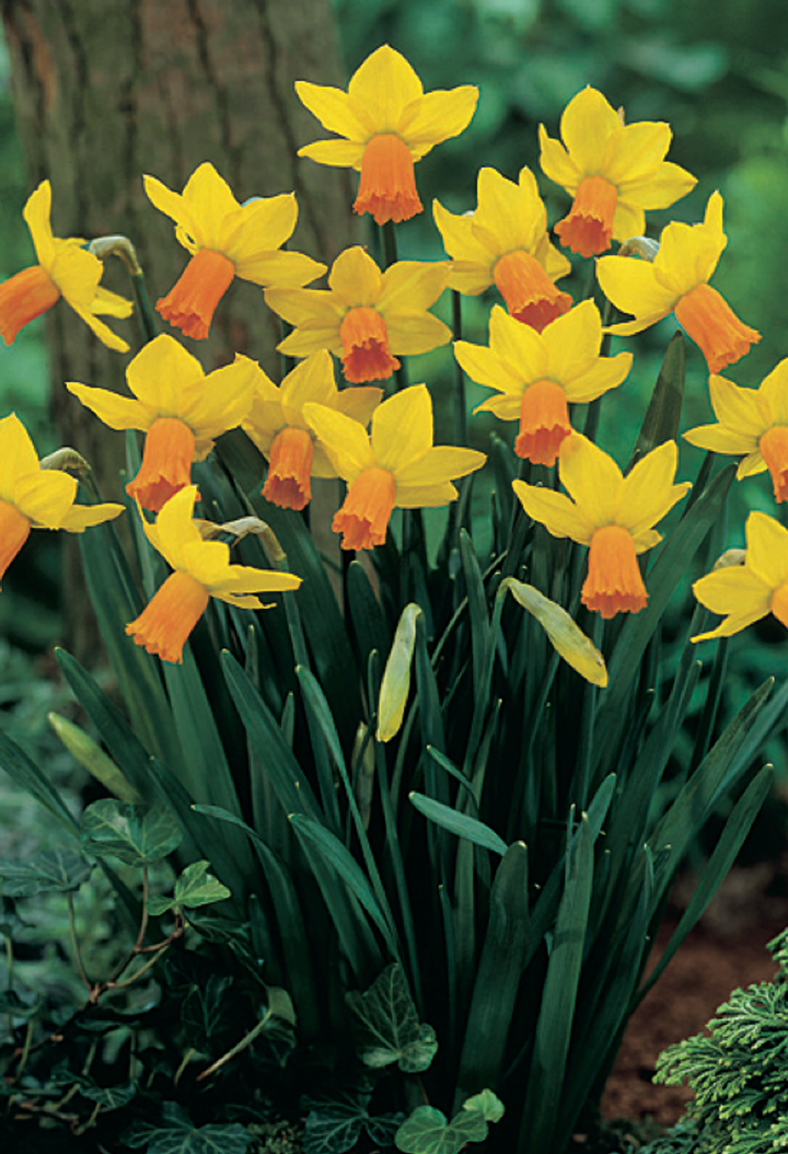 PROMO NARCISSUS JETFIRE X 20