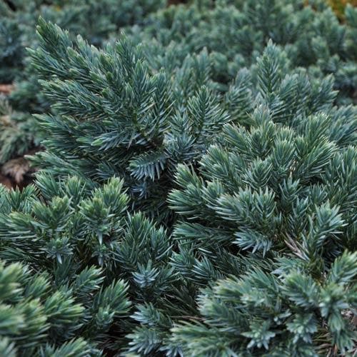 Juniperus squamata Blue Star