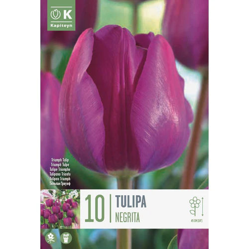 TULIPA NEGRITA 10