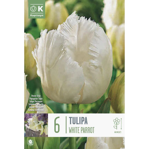 TULIPA WHITE PARROT 6 Bulbs