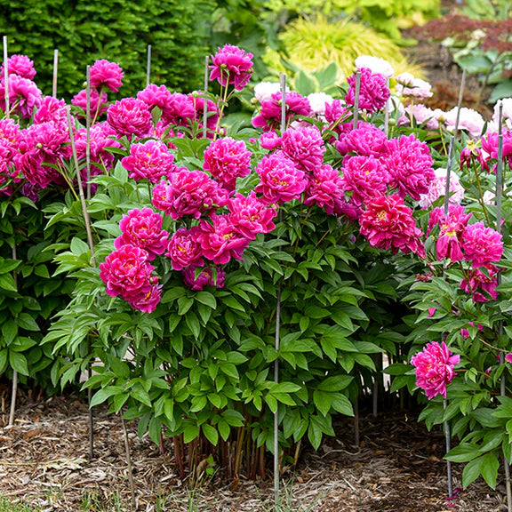 PAEONIA KARL ROSENFIELD x 1