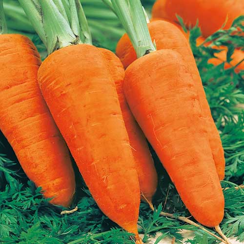 Carrot Chantenay Red Cored 2 - Seed Packets - Windyridge Garden Centre