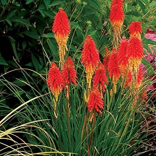 Kniphofia 'Papaya Popsicle' - Herbaceous - Windyridge Garden Centre