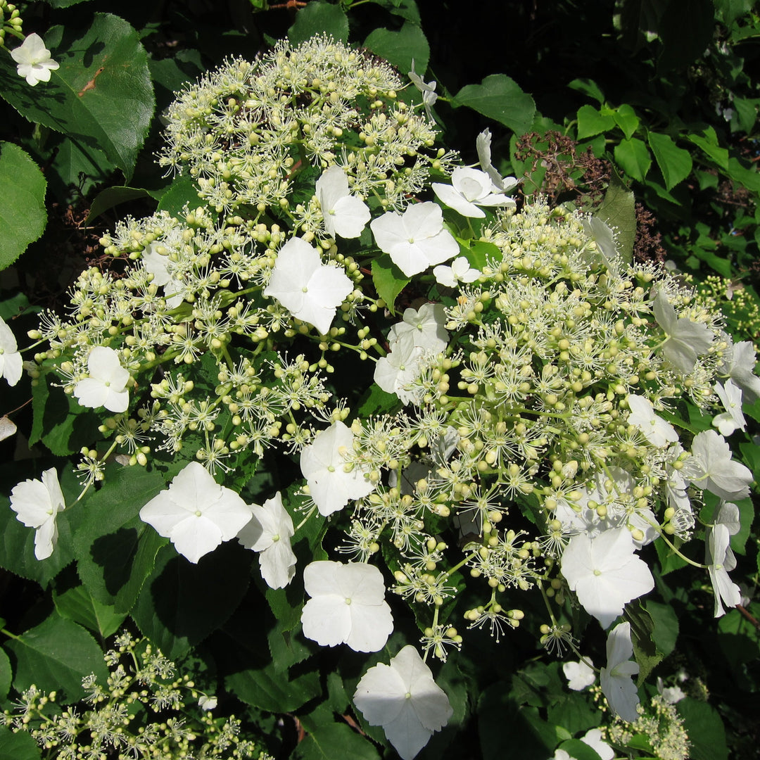 Hydrangea-anomala-petiolaris-Flower-1