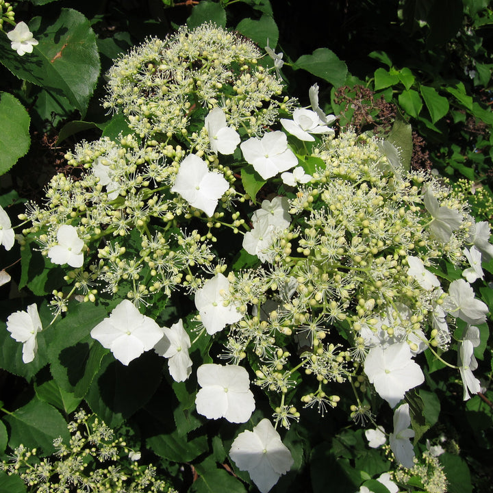 Hydrangea-anomala-petiolaris-Flower-1