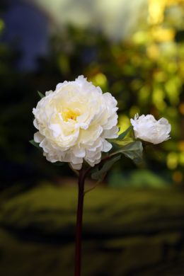 Artificial Peony with bud  White