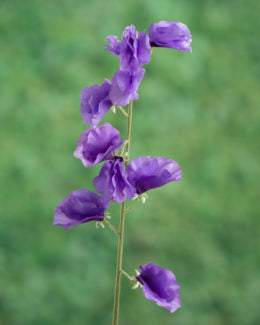 Sweet Peas-Mauve