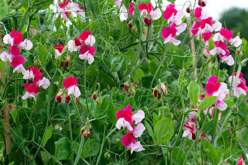 Sweet Pea Little Red Riding Hood