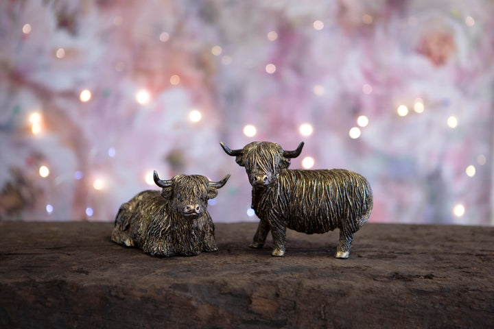 Highland Cow