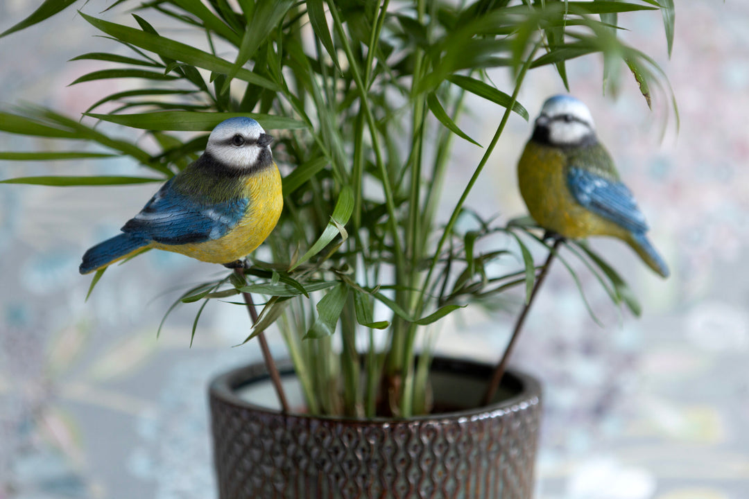 Blue Tit on Stake