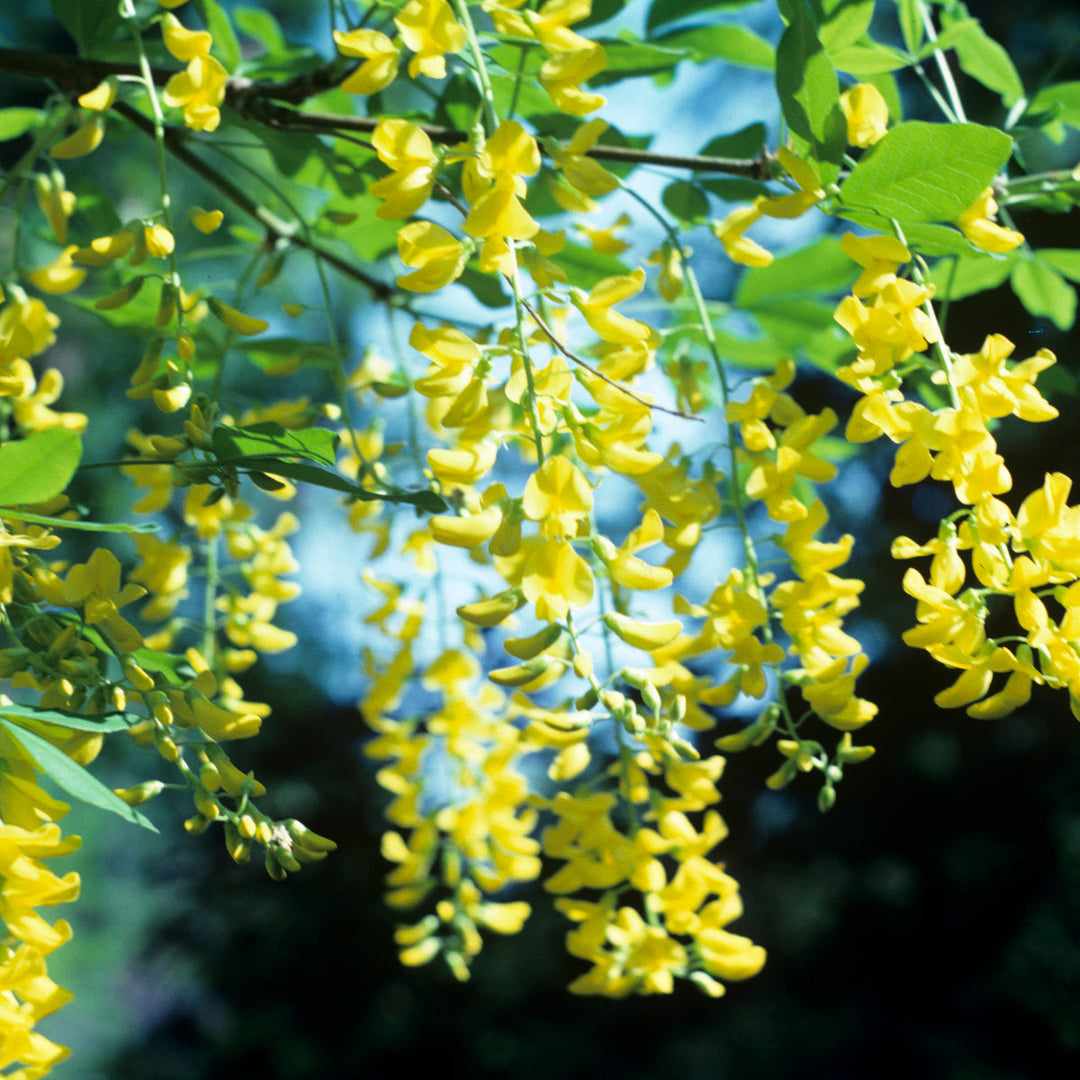 Laburnum x watereri 'Vossii' in flower