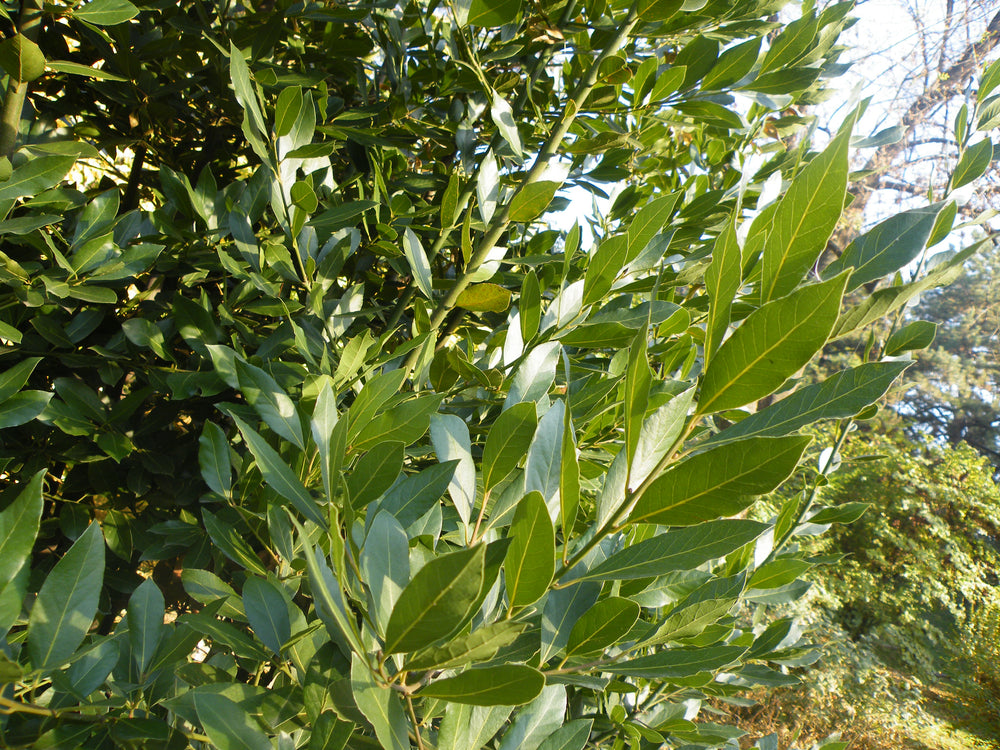 Bay-Standard-Laurus-nobilis-Leaf-1