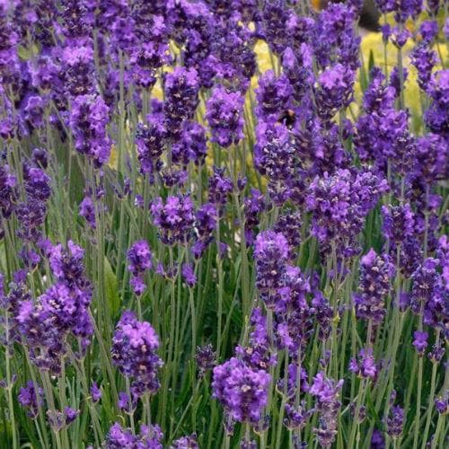 Lavandula An. Essence Purple (Lavender) - Grow Your Own - Windyridge Garden Centre