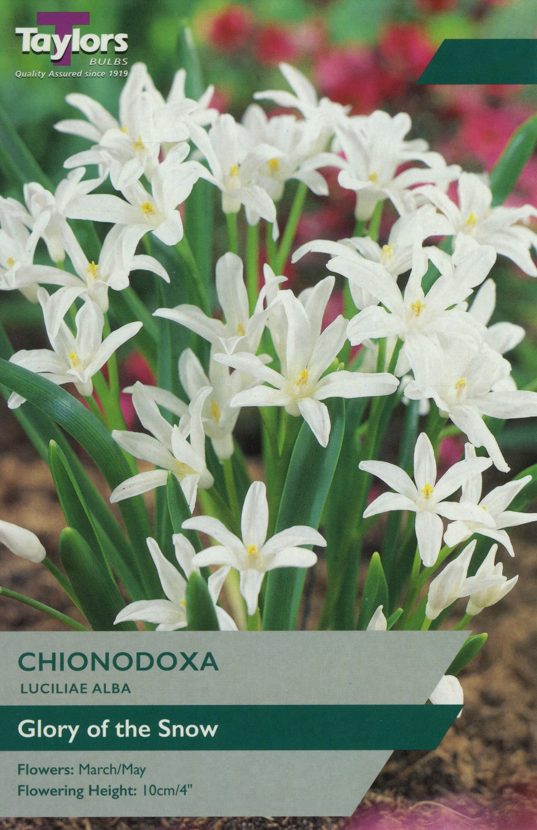 CHIONODOXA LUCILIAE ALBA 15