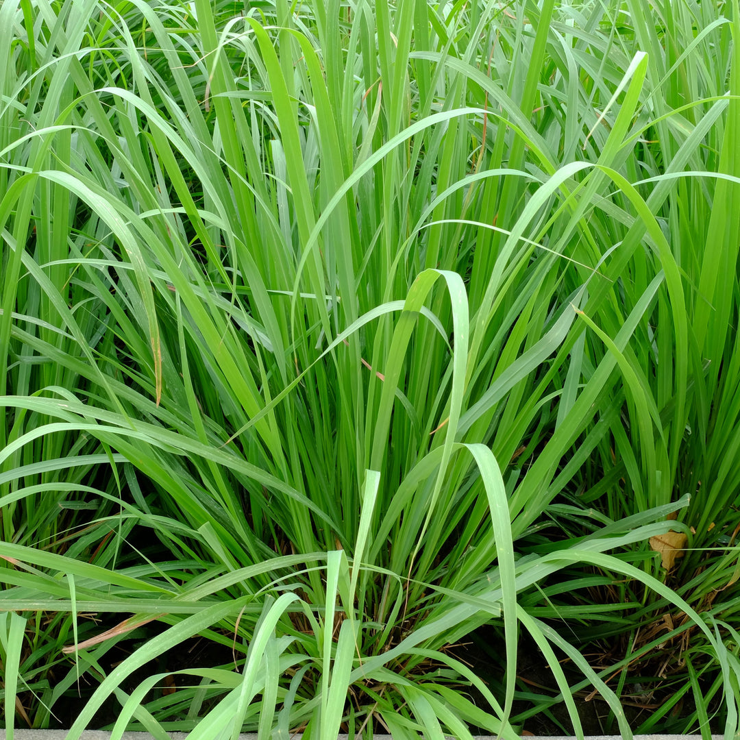 Lemon-Grass-Planted