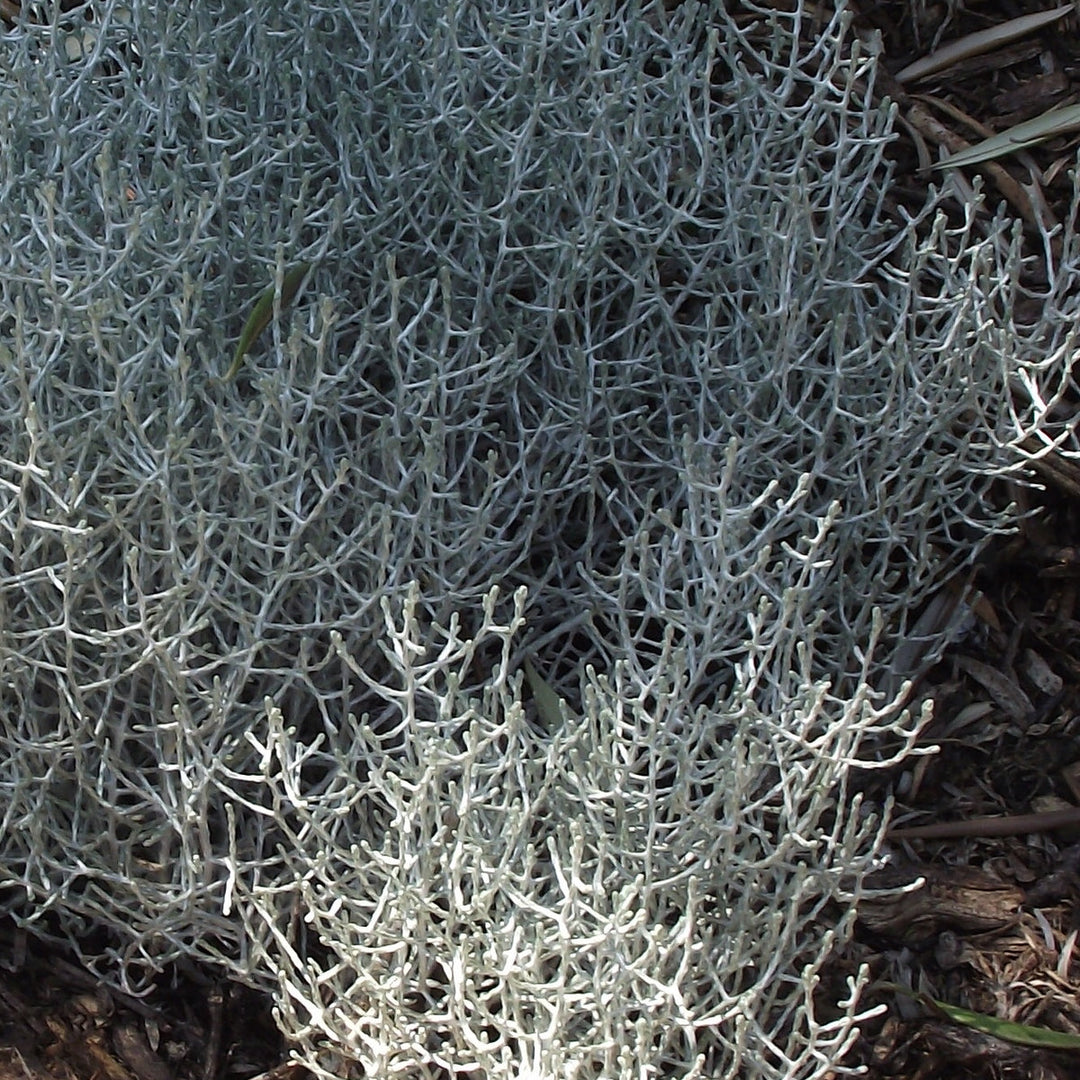 Leucophyta brownii Calocephalus Leucophyta Brownii