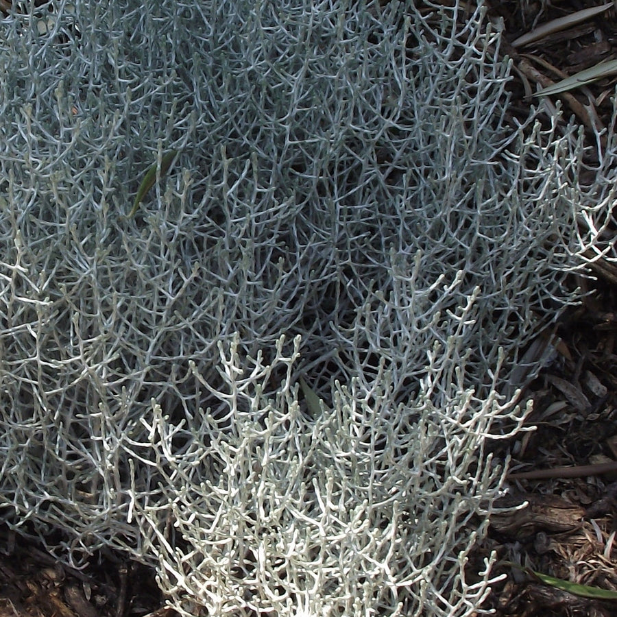 Leucophyta brownii Calocephalus Leucophyta Brownii