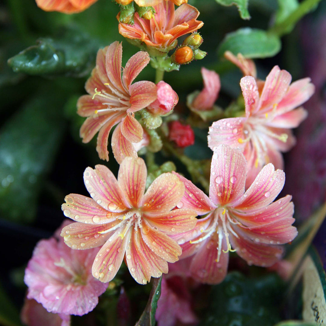 Lewisia in cultivars