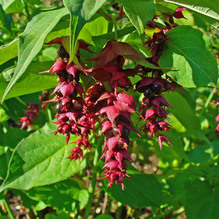 Leycesteria-formosa-Planted