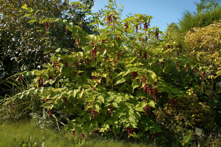  Leycesteria-formosa-Planted-2