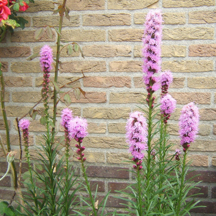 Liatris spicata Pink