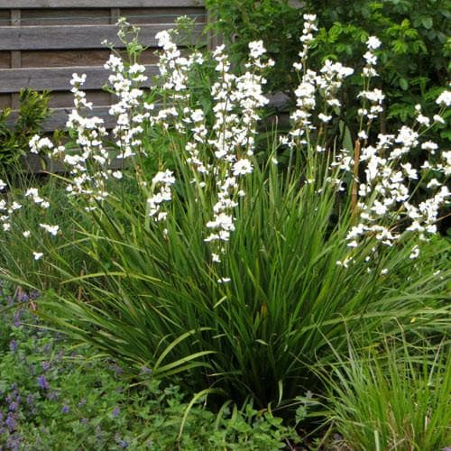 Libertia Grandiflora - Herbaceous - Windyridge Garden Centre