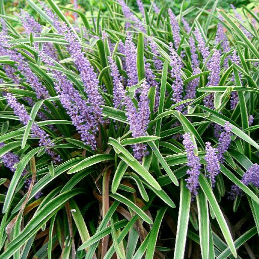 Liriope muscari in cultivars