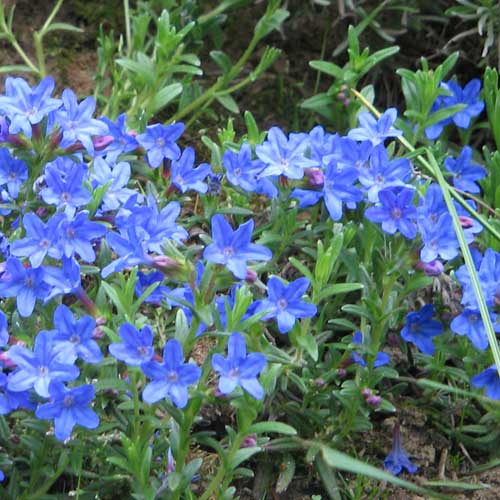 Lithodora Heavenly Blue - Shrubs - Windyridge Garden Centre