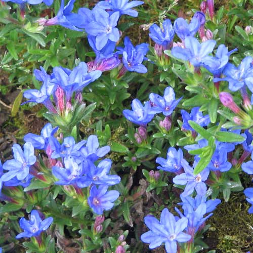 Lithodora Heavenly Blue